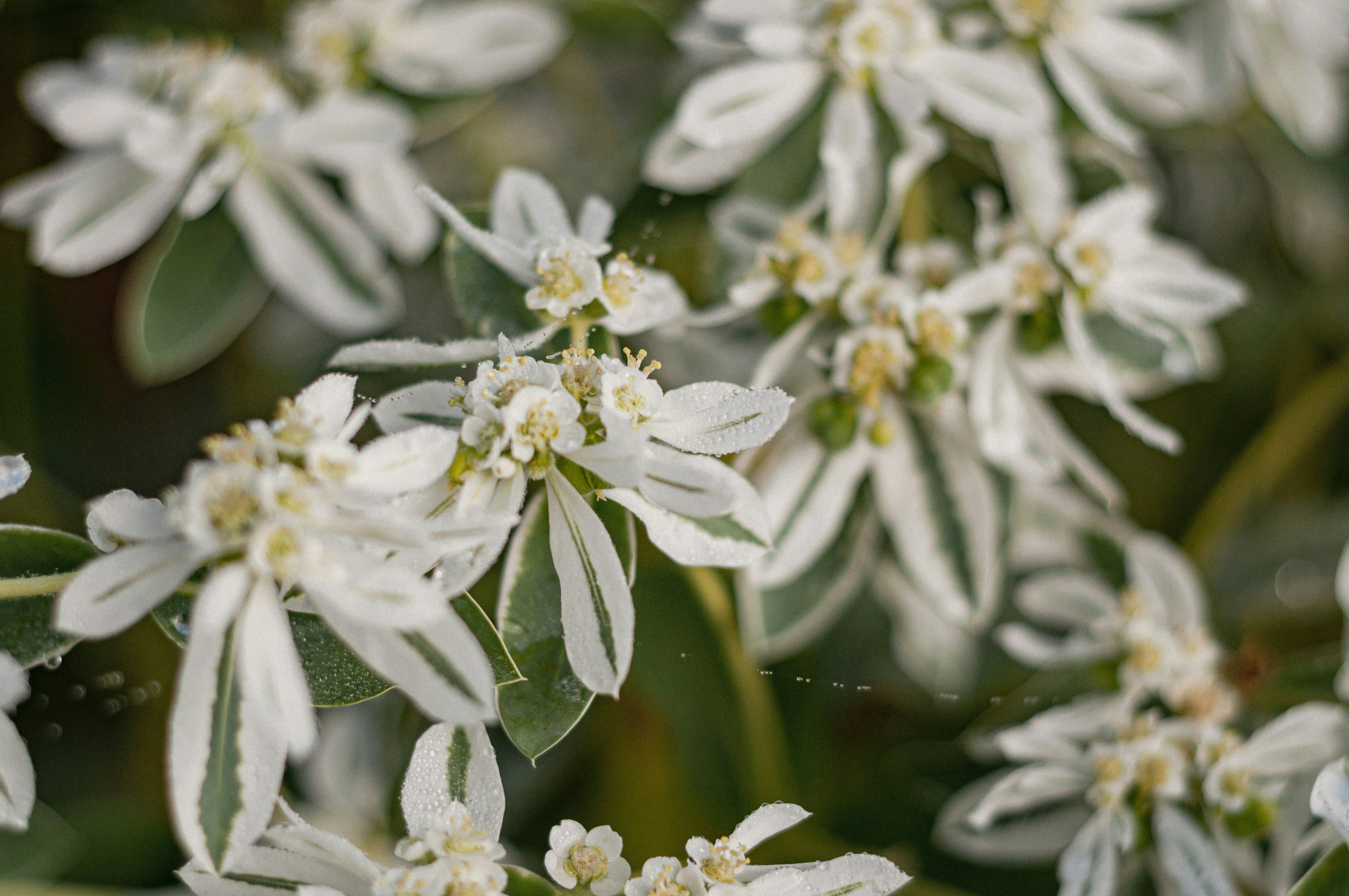white flowers with water droplets